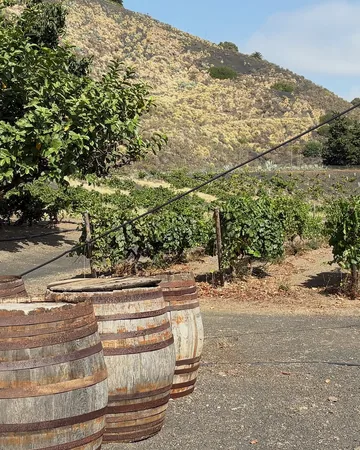 Bodega Los Lirios: sus viñedos
